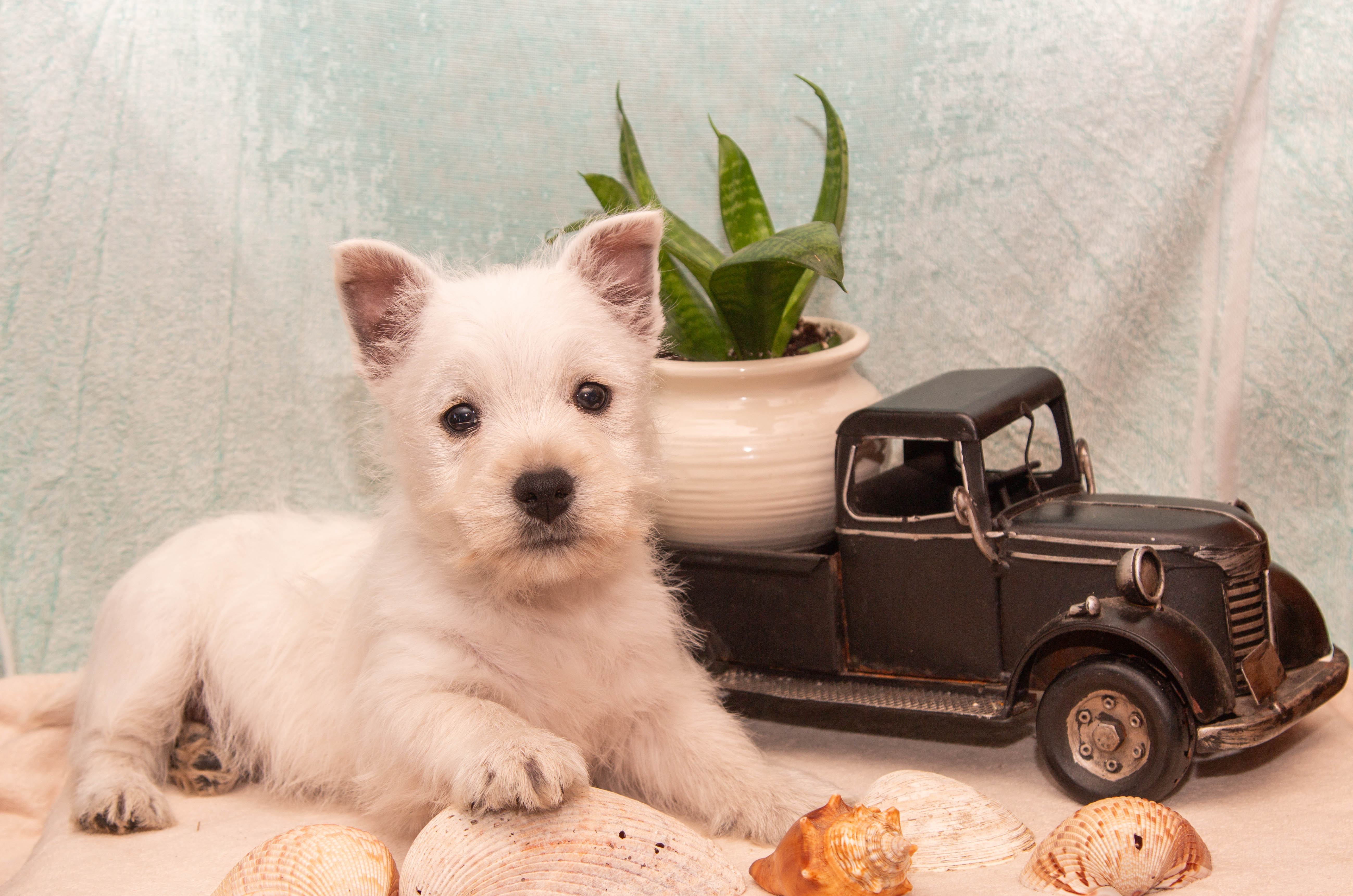 puppy, for, sale, West Highland White Terrier, Amos B. King, dog, breeder, Romney, WV, dog-breeder, puppy-for-sale, forsale, nearby, find, puppyfind, locator, puppylocator, aca
